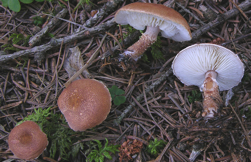 Cystoderma granulosum.